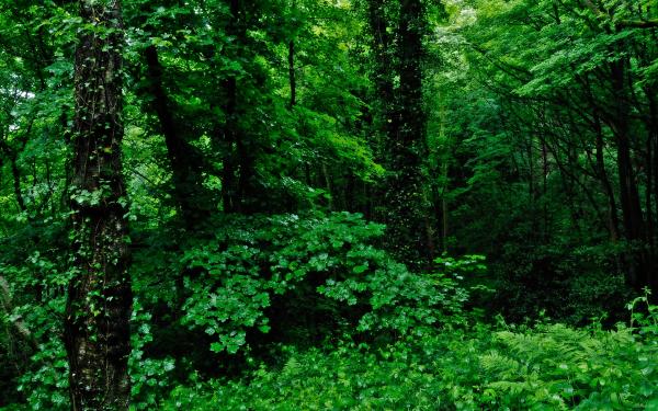 Thick Forest