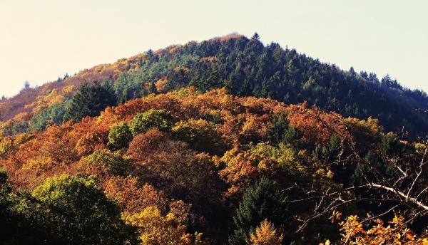 Thick Forest