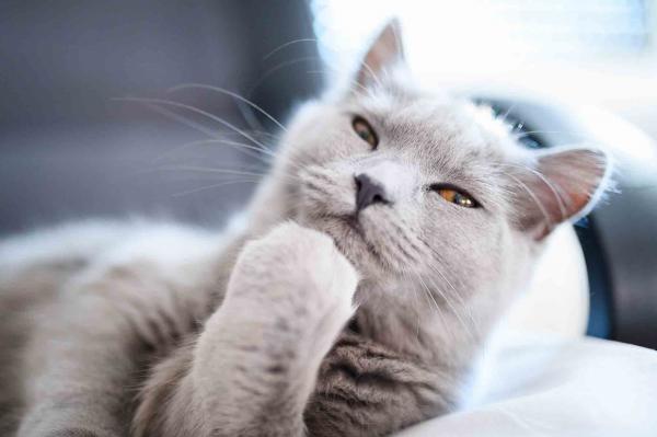 Thinking Cat