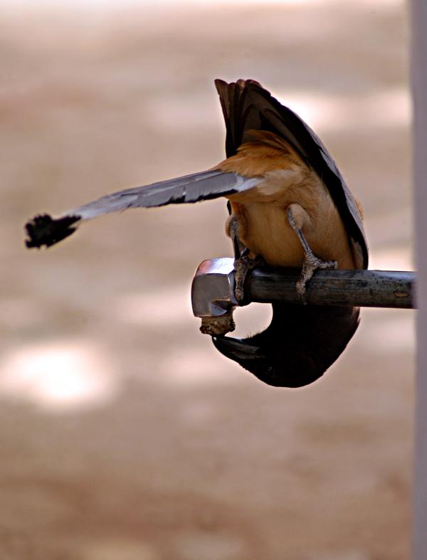Thirsty Bird