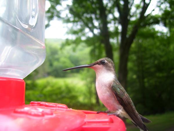 Thirsty Birds