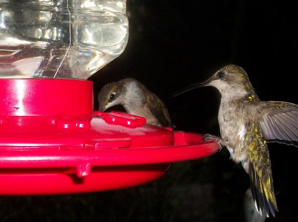 Thirsty Birds