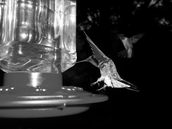 Thirsty Birds