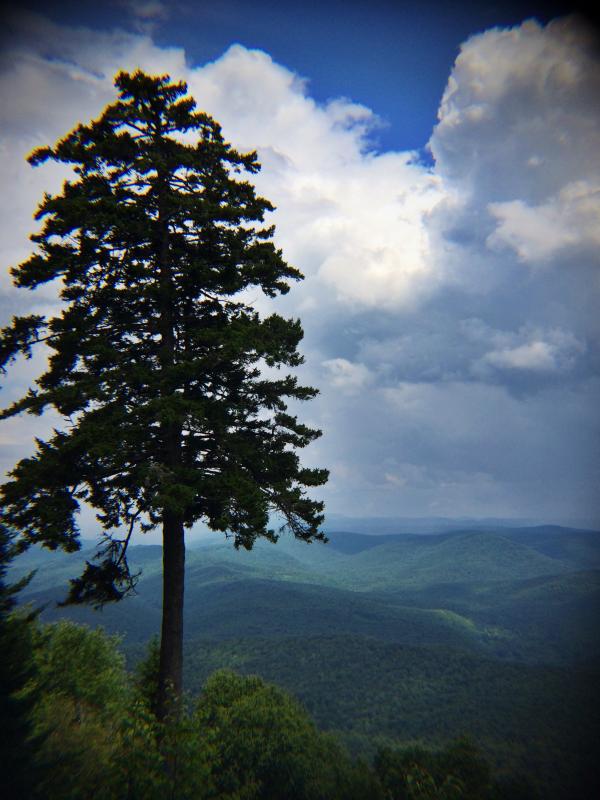 This View
