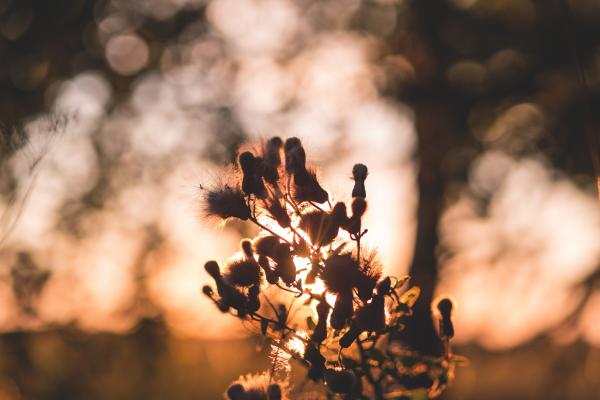 Thistle in sunset light