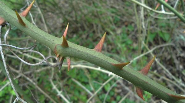 Thorns