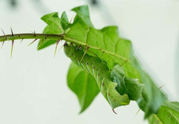 Thorny Plant