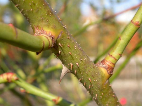 Thorns on a stalk