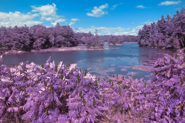 Thousand Islands Scenery - Lavender
