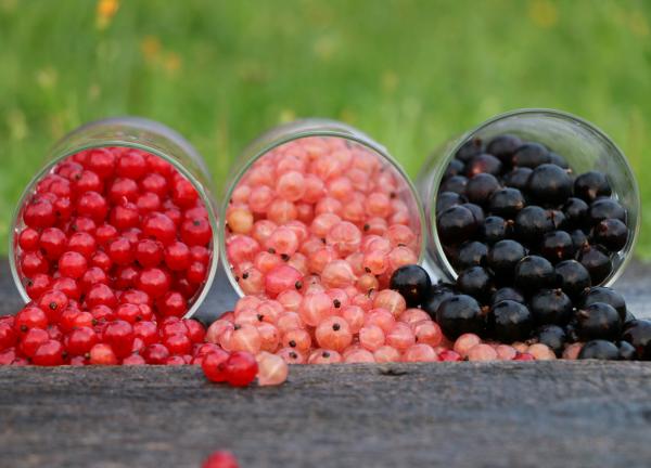 Three Berry Varieties