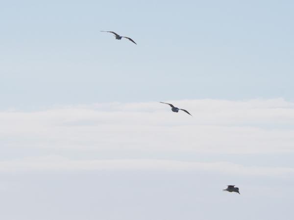 Three Birds Flying Under Blue Sky at Daytime