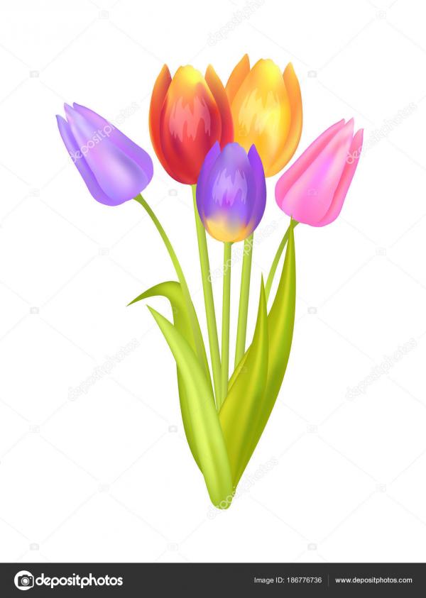Three Colorful Tulips