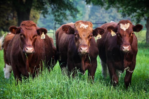 Three Cows