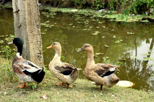 Three Ducks
