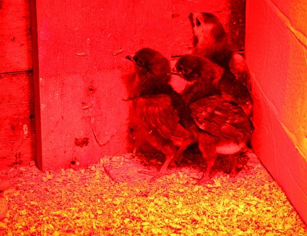 Three young chicks at the nursery - In the farm series