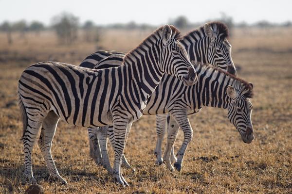 Three Zebras Standing on Green Grass Field