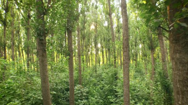 Through The Trees
