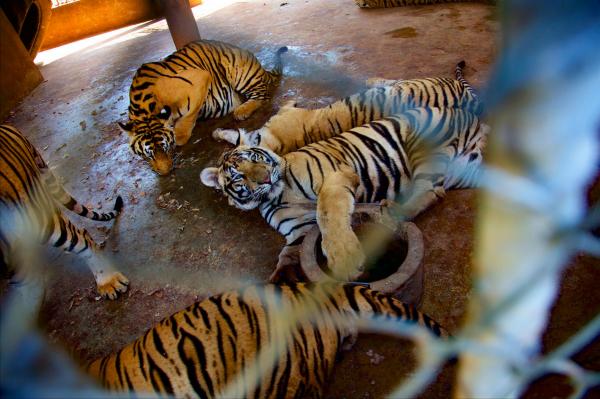 Tiger Temple