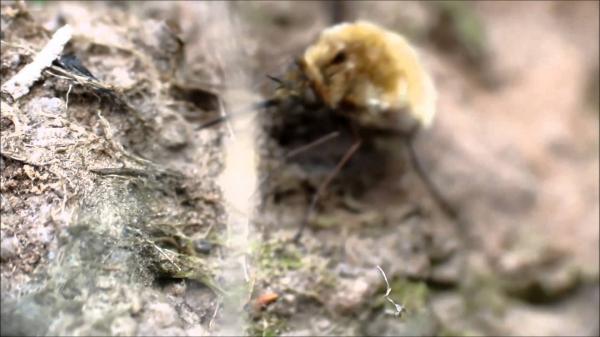 Tiger beetle bee