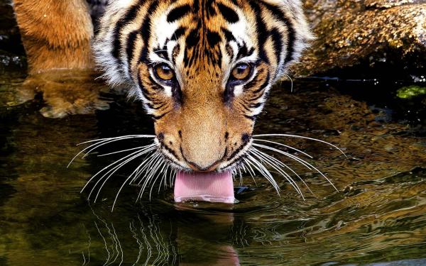 Tiger Drinking