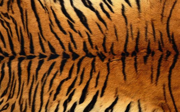 Tiger Skin Print