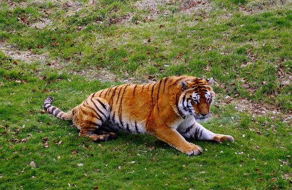 Tiger tiger