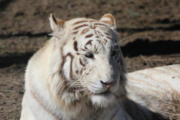 Tigre del Bengala
