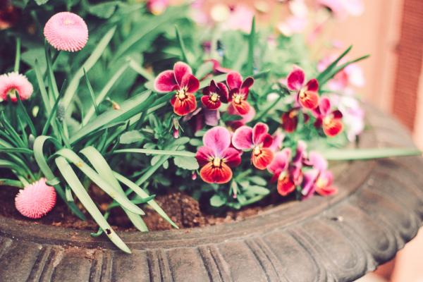 Tilt Lens Photography Of Red Orchid On Pot