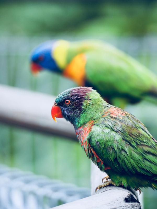 Tilt Shift Lens Photography of Green Short Beak Bird