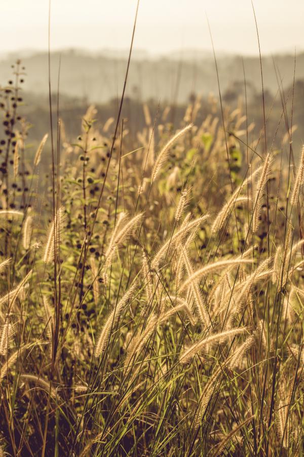 Tilt Shift Photo of Grass Fields
