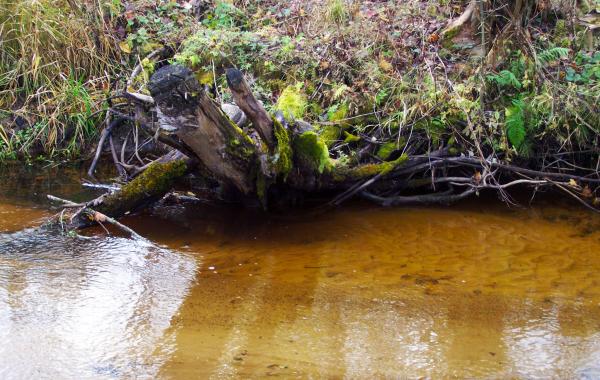 Time comes with moss