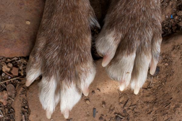 Time for My Pet-icure