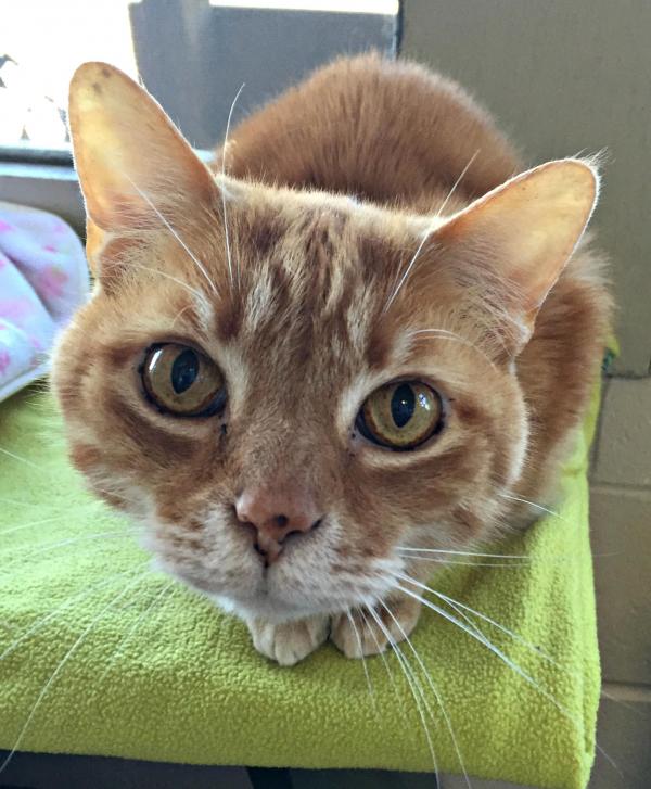 Timmy The Cat