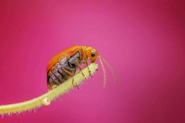 Tiny bug on a branch