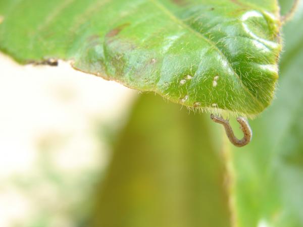 Tiny Caterpillar
