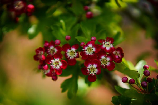 Tiny Flowers