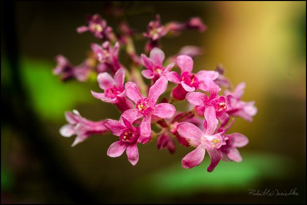 Tiny Pink Flower
