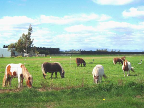 Tiny Ponies - near West Melton