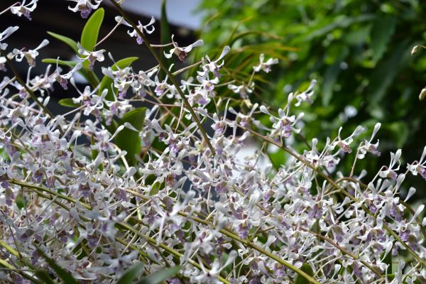 Tiny white orchid flowers