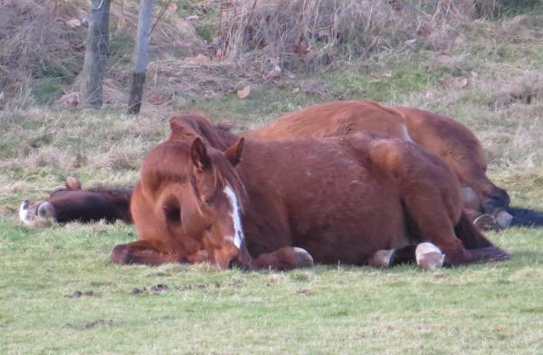 Tired Horses