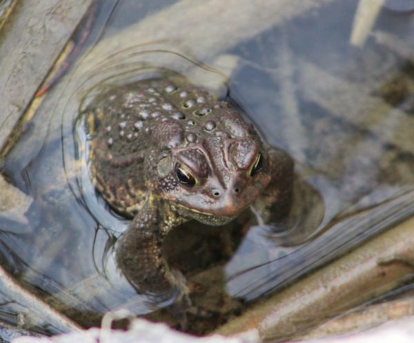 Toad in the hole