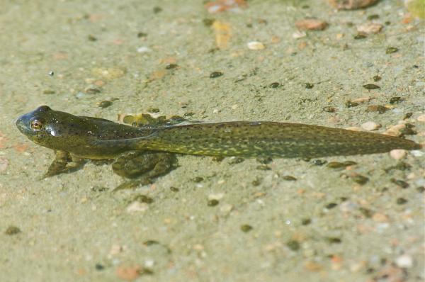 Toads to tadpoles