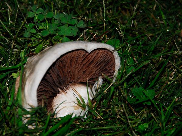 Toadstool in the Green