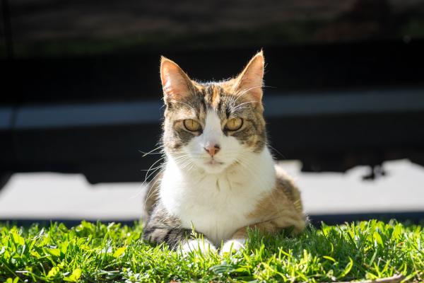 Tokina AT-X 90mm F2.5 Macro (Bokina II)-23.jpg