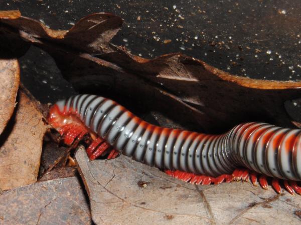 Tokinbolus dolfusi