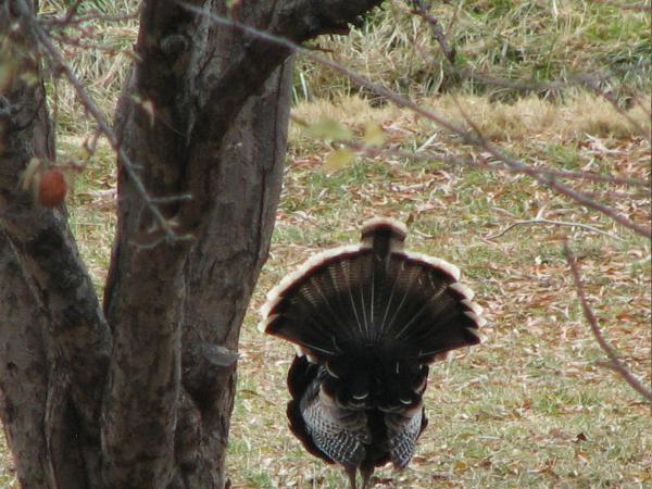 Tom turkey in full glory