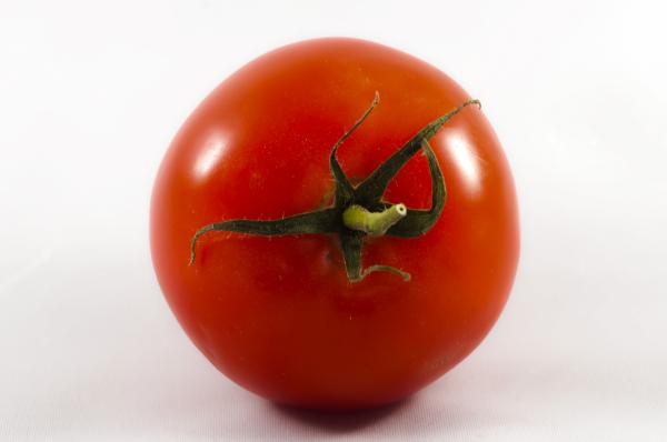 Tomato