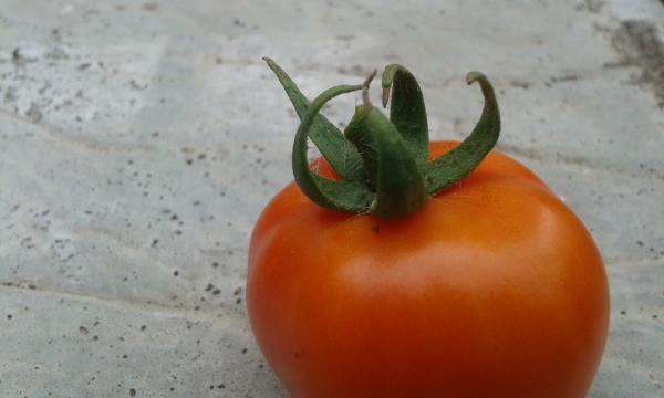 Tomato