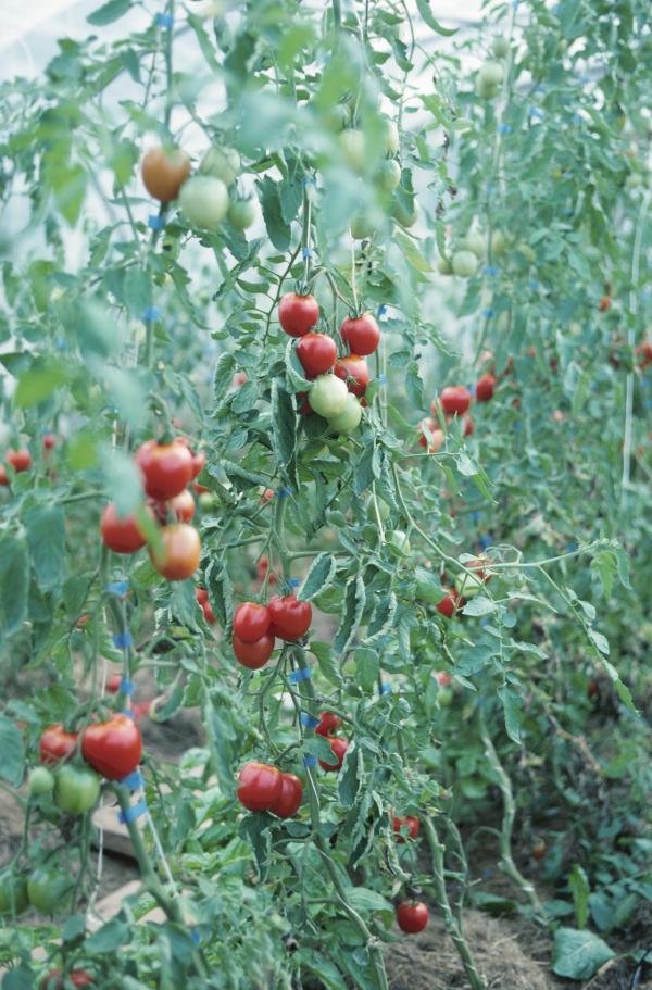 Tomato Plant