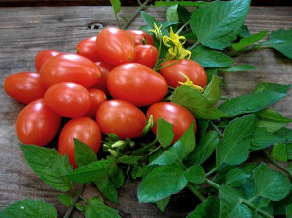 Tomatoes